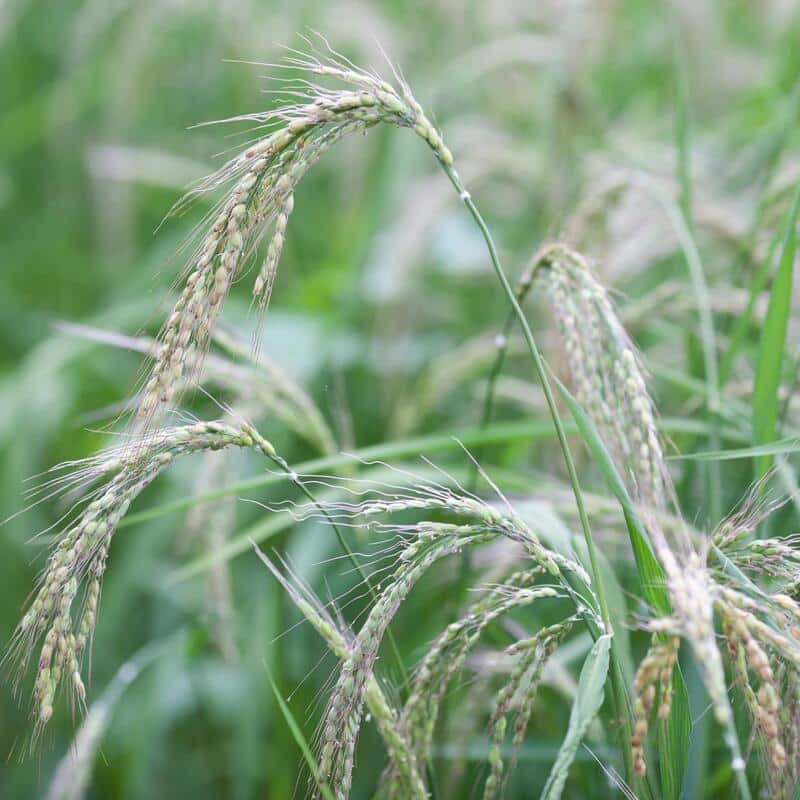 Graines Riz Duborskian bio – Kokopelli 2
