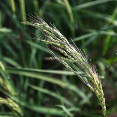 Graines Riz Duborskian bio - Kokopelli